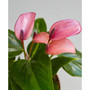 Purple Anthurium Live Plant, 4" Pot