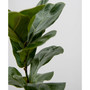 Fiddle Leaf Fig Live Plant, 10" Earl Gray Eco Pot