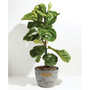Fiddle Leaf Fig Live Plant, 10" Earl Gray Eco Pot