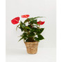 Flamingo Flower Live Plant, 6" Basket