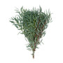 Fresh Willow Eucalyptus Bundle