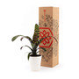 Splenriet Live Plant