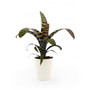 Splenriet Live Plant