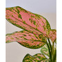 Chinese Evergreen Lady Valentine Live Plant, 4" Pot