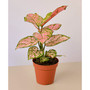Chinese Evergreen Lady Valentine Live Plant, 4" Pot