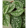 Pothos 'Satin' Live Plant, 4" Pot