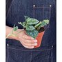 Pothos 'Satin' Live Plant, 4" Pot