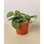 Pothos 'Satin' Live Plant, 4" Pot