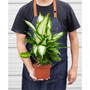 Dieffenbachia Camille Live Plant, 6" Pot