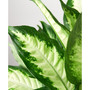 Dieffenbachia Camille Live Plant, 6" Pot