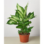 Dieffenbachia Camille Live Plant, 6" Pot