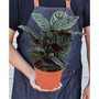 Calathea 'Ornata' Live Plant, 6" Pot