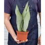 Snake Plant Moonshine Live Plant, 6" Pot