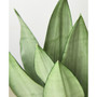 Snake Plant Moonshine Live Plant, 6" Pot