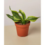 Snake Plant Twist Live Plant, 4" Pot