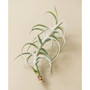 Tillandsia Paleacea x Tectorum Live Air Plant