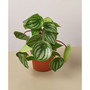 Peperomia Watermelon Live Plant, 4" Pot