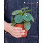 Pilea Peperomioides 'Chinese Money' Live Plant, 4" Pot