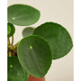 Pilea Peperomioides 'Chinese Money' Live Plant, 4" Pot