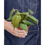 Philodendron 'Velvet' Live Plant, 4" Pot