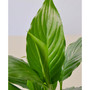 Spathiphyllum 'Peace Lily' Live Plant, 4" Pot