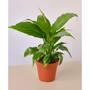 Spathiphyllum 'Peace Lily' Live Plant, 4" Pot