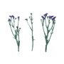 Fresh Purple Statice Bundle