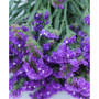 Fresh Purple Statice Bundle