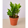 Zamioculcas Zamiifolia ZZ Live Plant, 4" Pot