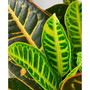 Croton Petra 'Joseph's Coat' Live Plant, 6" Pot