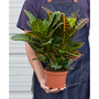 Croton Petra 'Joseph's Coat' Live Plant, 6" Pot