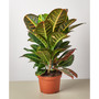 Croton Petra 'Joseph's Coat' Live Plant, 6" Pot