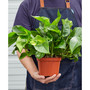 Pothos Golden Live Plant, 6" Pot