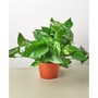 Pothos Golden Live Plant, 6" Pot