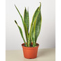 Snake Laurentii Live Plant, 6" Pot