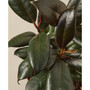 Ficus Elastica 'Burgundy' Live Plant, 4" Pot