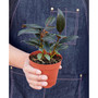 Ficus Elastica 'Burgundy' Live Plant, 4" Pot