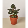 Ficus Elastica 'Burgundy' Live Plant, 4" Pot