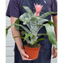 Bromeliad 'Silvervase' Live Plant, 6" Pot