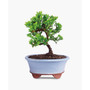 Mound Juniper Bonsai Live Plant
