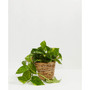 Golden Pothos Live Plant, 4" Basket