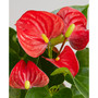Red Anthurium Live Plant, 4" Pot