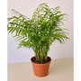 Parlor Palm Live Plant, 6" Pot