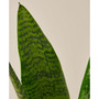 Snake Zeylanica Live Plant, 4" Pot
