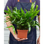 Fern 'Kangaroo Paw' Live Plant, 6" Pot