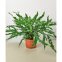 Fern 'Kangaroo Paw' Live Plant, 6" Pot