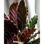 Calathea Wavestar Live Plant