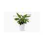 Calathea Wavestar Live Plant