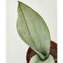 Snake Plant Moonshine Live Plant, 4" Pot