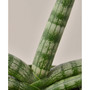 Snake Plant Starfish Live Plant, 4" Pot